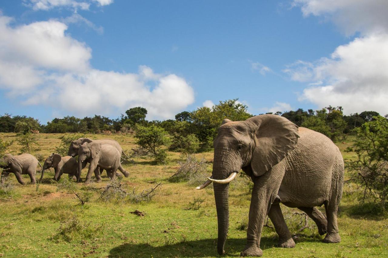 Pumba Private Game Reserve Grahamstown Dış mekan fotoğraf