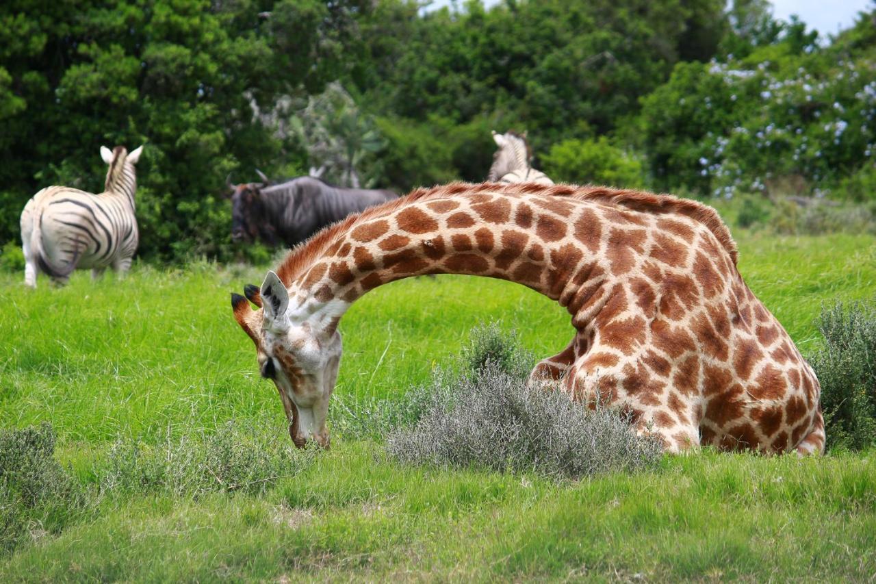Pumba Private Game Reserve Grahamstown Dış mekan fotoğraf