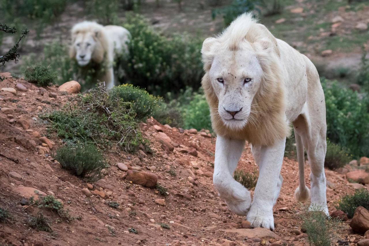 Pumba Private Game Reserve Grahamstown Dış mekan fotoğraf