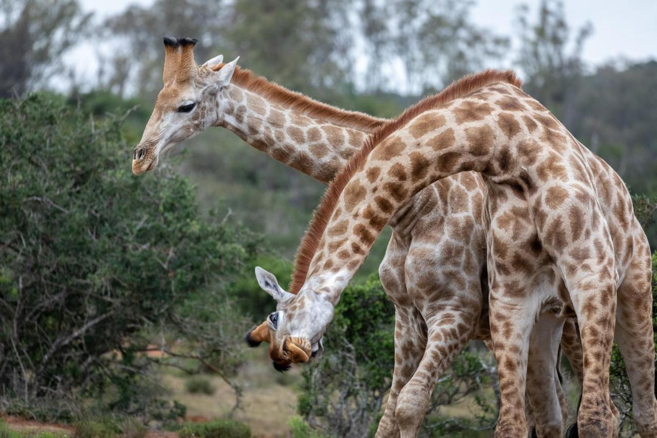 Pumba Private Game Reserve Grahamstown Dış mekan fotoğraf