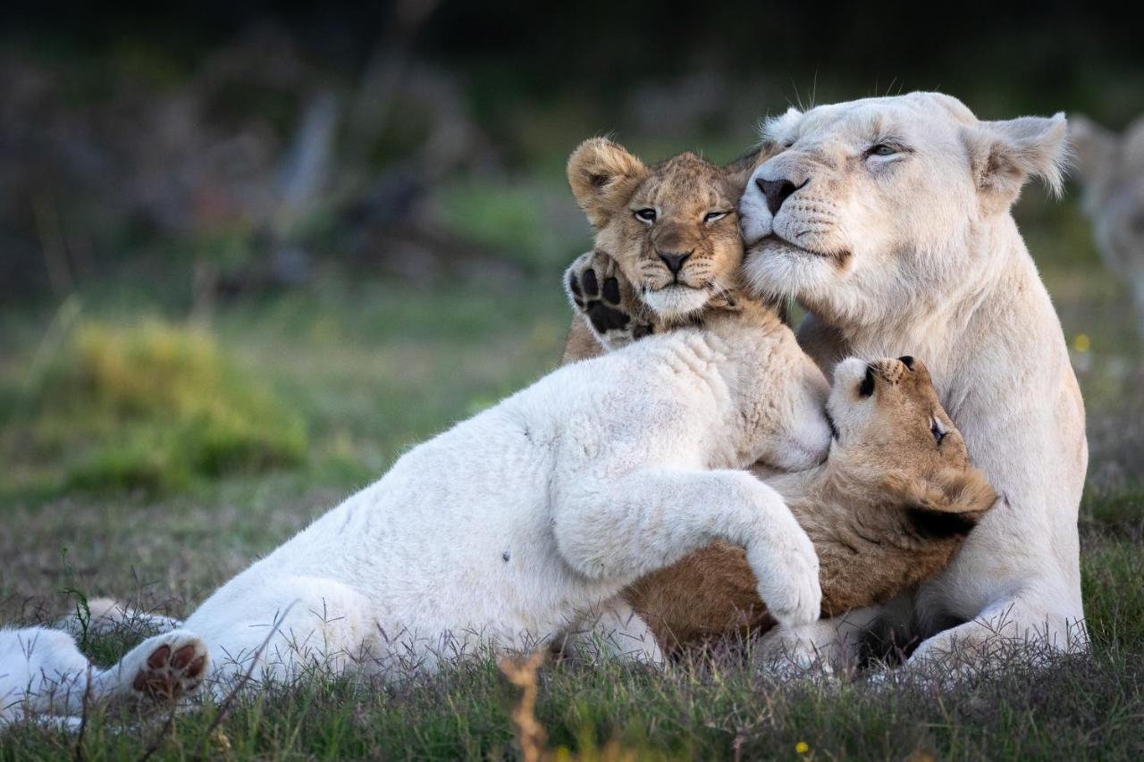 Pumba Private Game Reserve Grahamstown Dış mekan fotoğraf