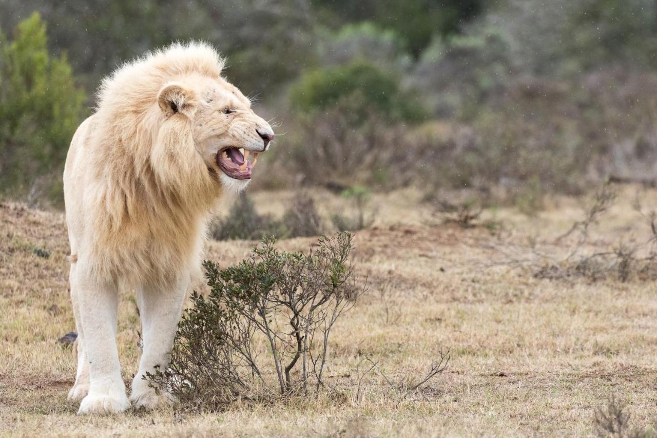 Pumba Private Game Reserve Grahamstown Dış mekan fotoğraf