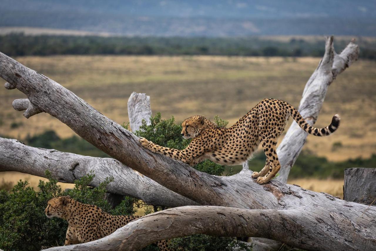 Pumba Private Game Reserve Grahamstown Dış mekan fotoğraf