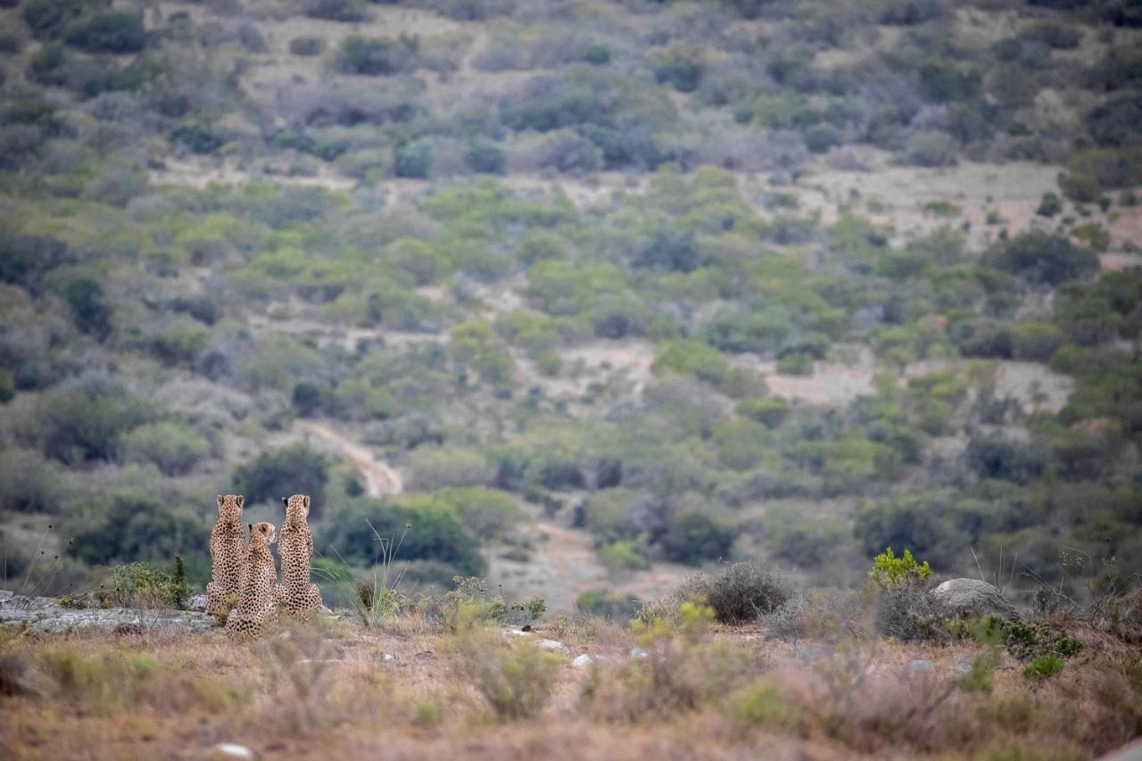 Pumba Private Game Reserve Grahamstown Dış mekan fotoğraf