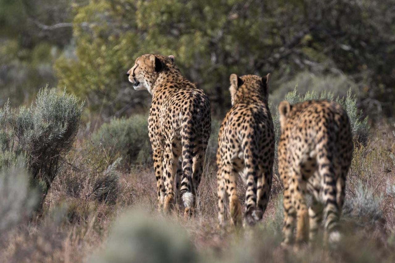 Pumba Private Game Reserve Grahamstown Dış mekan fotoğraf